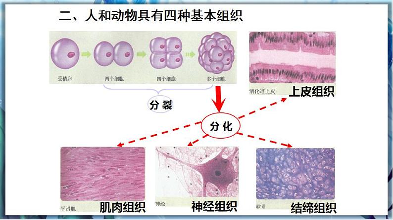 2.4.1 细胞分化形成组织第6页