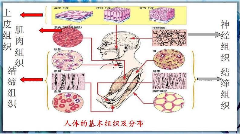 2.4.1 细胞分化形成组织第7页