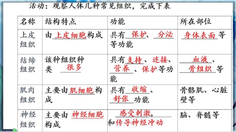 北师大版七上生物2.4.1《细胞分化形成组织》课件+同步练习08