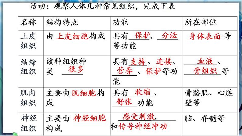 2.4.1 细胞分化形成组织第8页