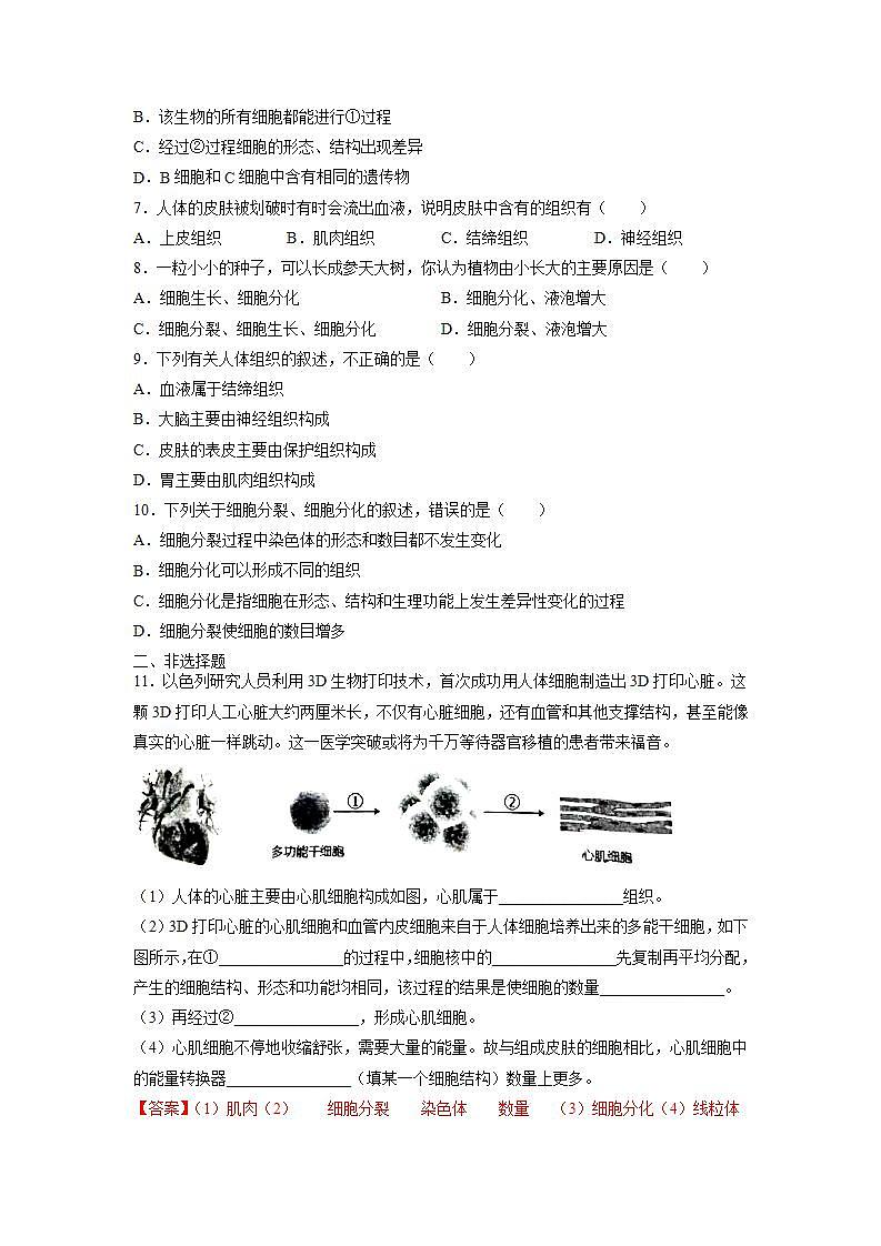 2.4.1 细胞分化形成组织（原卷版）第2页