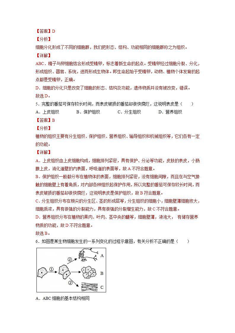 2.4.1 细胞分化形成组织（解析版）第3页