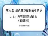 北师大版七上生物3.6.1《种子萌发形成幼苗》第1课时 课件+同步练习