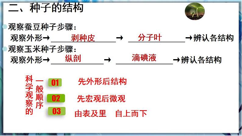 北师大版七上生物3.6.1《种子萌发形成幼苗》第1课时 课件+同步练习05