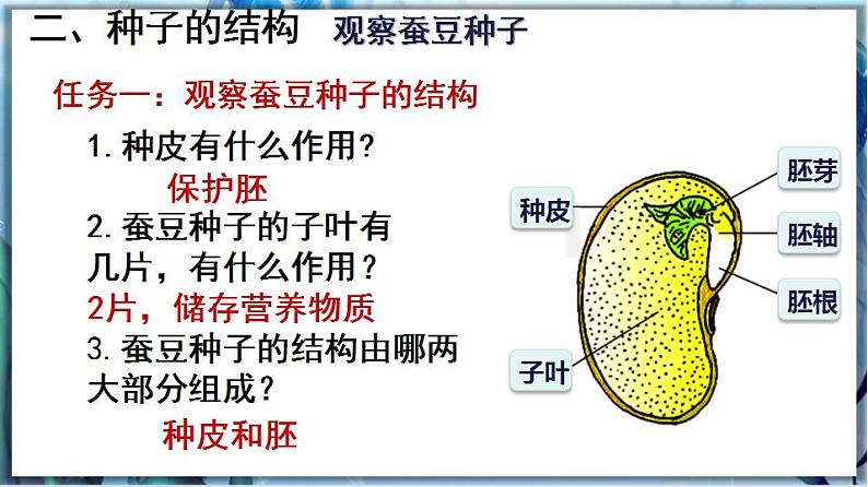 北师大版七上生物3.6.1《种子萌发形成幼苗》第1课时 课件+同步练习06