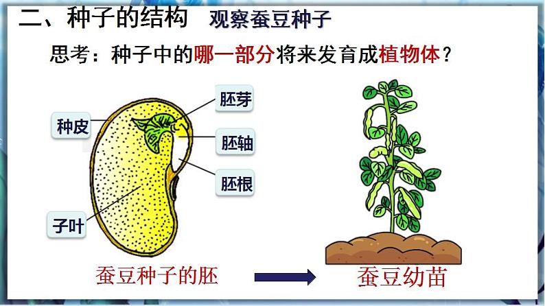北师大版七上生物3.6.1《种子萌发形成幼苗》第1课时 课件+同步练习07