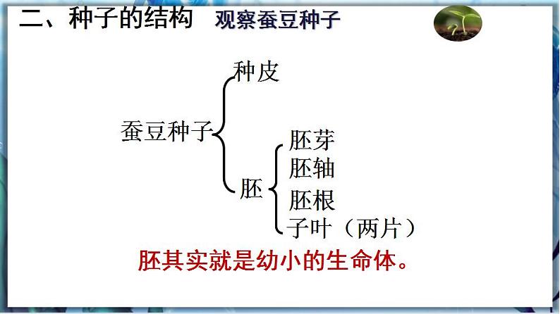 北师大版七上生物3.6.1《种子萌发形成幼苗》第1课时 课件+同步练习08