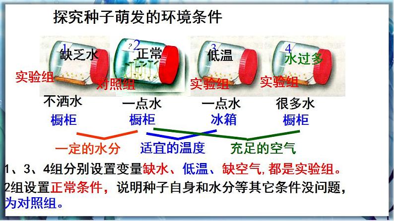 3.6.1 种子萌发形成幼苗（第2课时）第5页