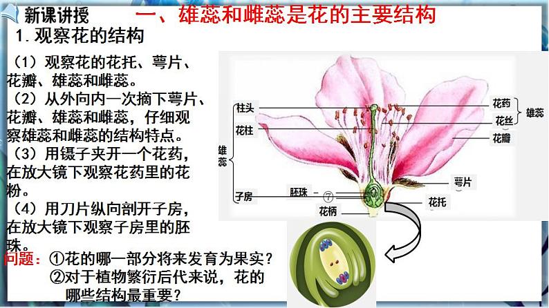 3.6.3 生殖器官的生长第3页