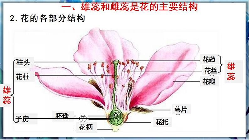 3.6.3 生殖器官的生长第4页