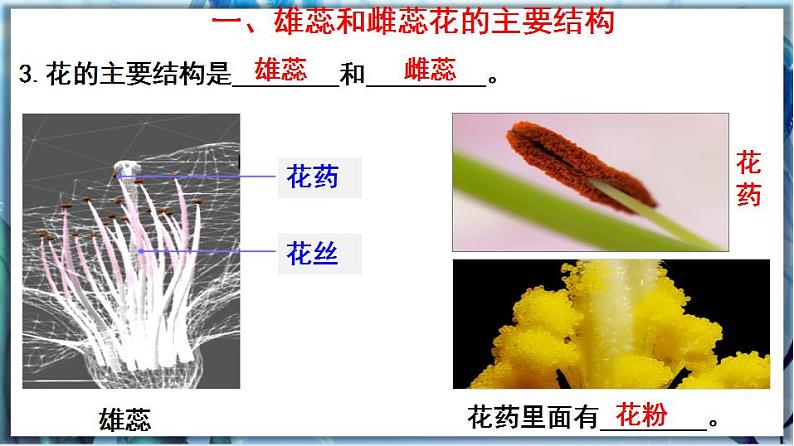 3.6.3 生殖器官的生长第5页