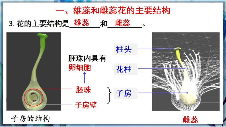 3.6.3 生殖器官的生长第6页