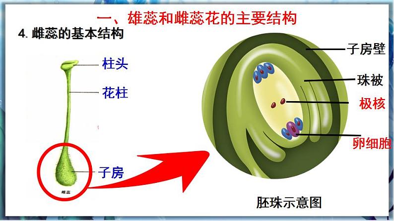 3.6.3 生殖器官的生长第7页