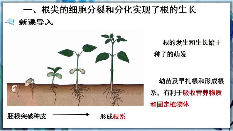 北师大版七上生物3.6.2《营养器官的生长》课件+同步练习03