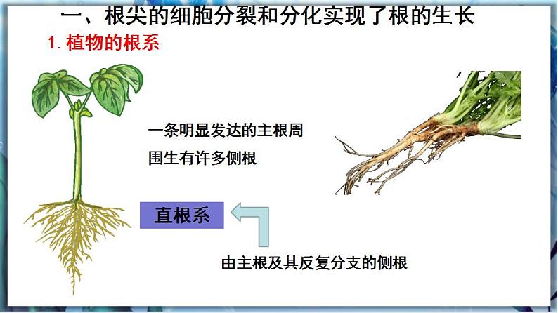 北师大版七上生物3.6.2《营养器官的生长》课件+同步练习04