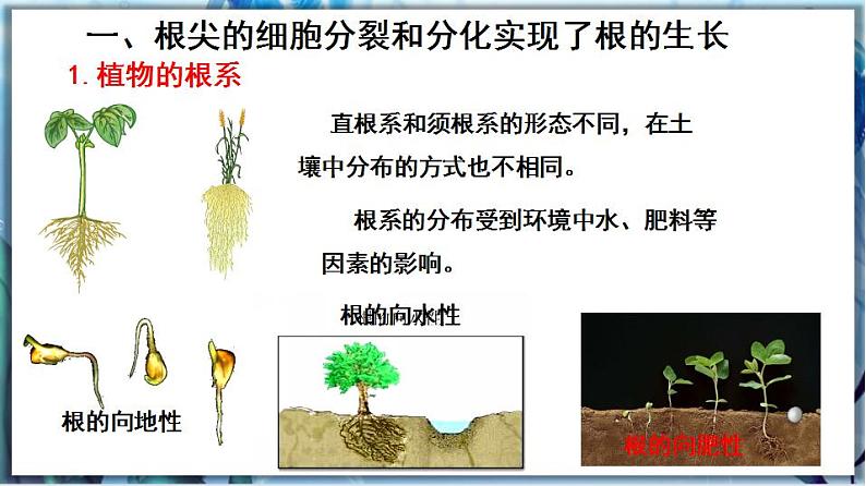 北师大版七上生物3.6.2《营养器官的生长》课件+同步练习06