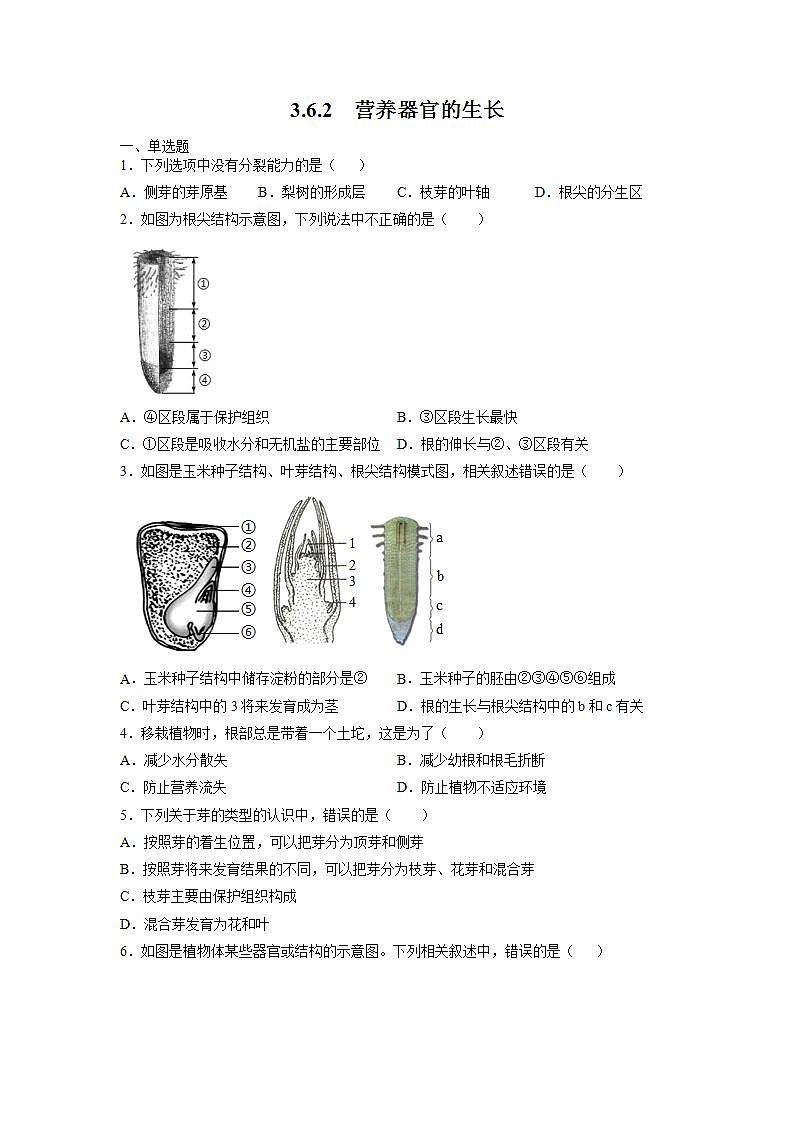 3.6.2 营养器官的生长（原卷版）第1页