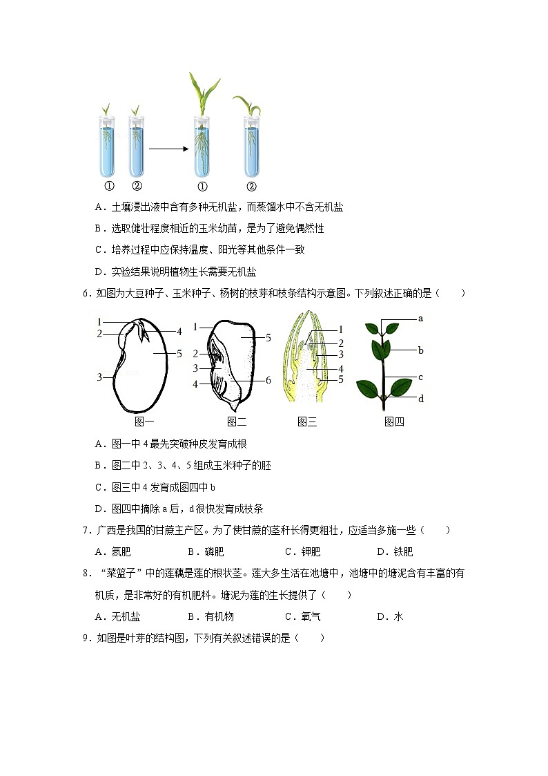人教新版生物七年级上册《植株的生长》课件+教案+练习02