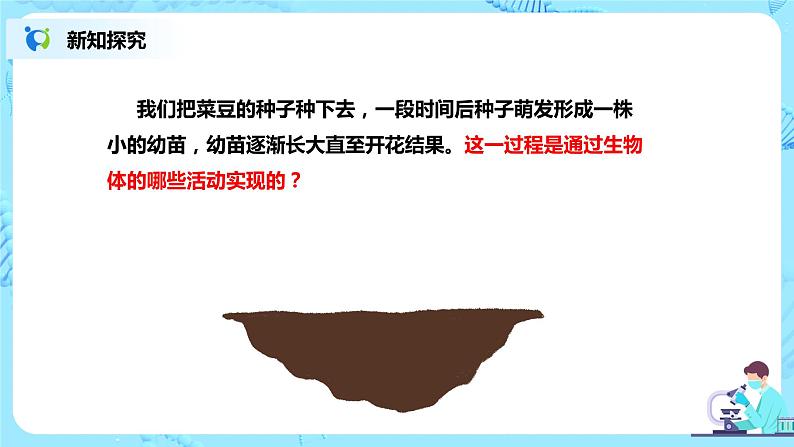 人教新版生物七年级上册《植株的生长》课件+教案+练习03