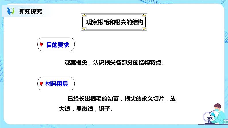 人教新版生物七年级上册《植株的生长》课件+教案+练习05