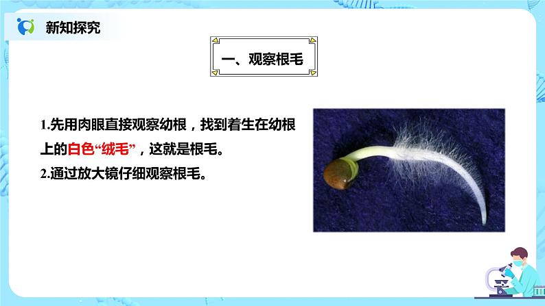人教新版生物七年级上册《植株的生长》课件+教案+练习06