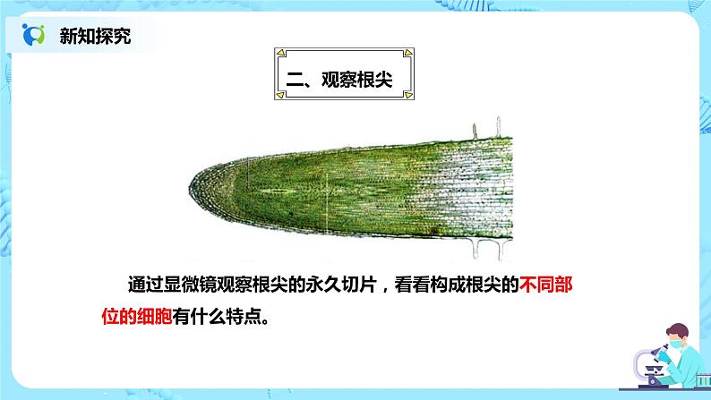 人教新版生物七年级上册《植株的生长》课件+教案+练习07