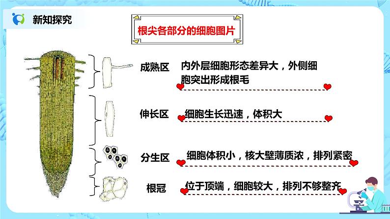 人教新版生物七年级上册《植株的生长》课件+教案+练习08