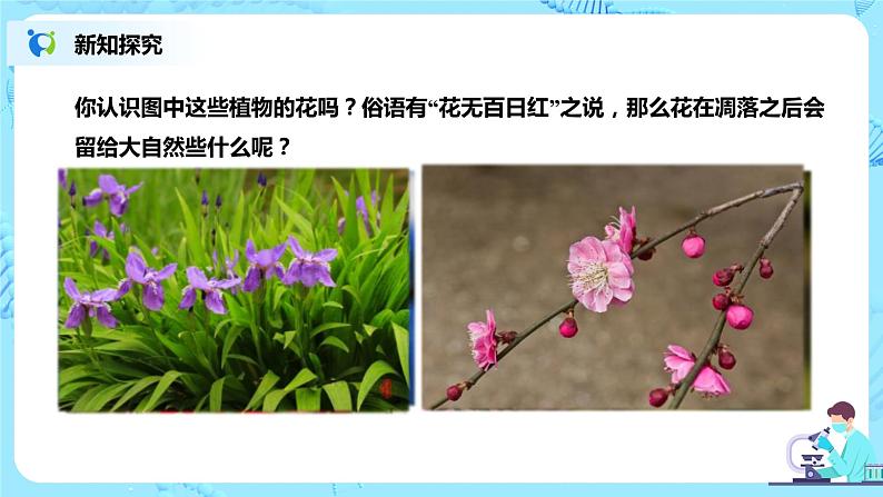 人教新版生物七年级上册《开花和结果》课件+教案+练习03