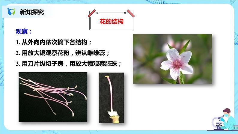 人教新版生物七年级上册《开花和结果》课件+教案+练习04