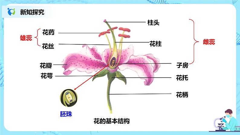 人教新版生物七年级上册《开花和结果》课件+教案+练习05