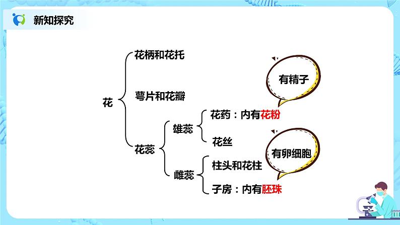 人教新版生物七年级上册《开花和结果》课件+教案+练习06