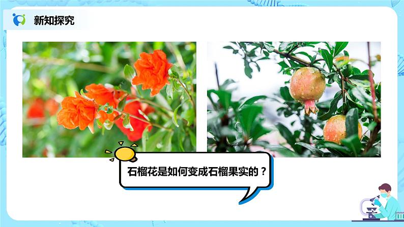 人教新版生物七年级上册《开花和结果》课件+教案+练习07