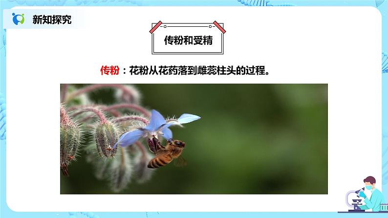 人教新版生物七年级上册《开花和结果》课件+教案+练习08