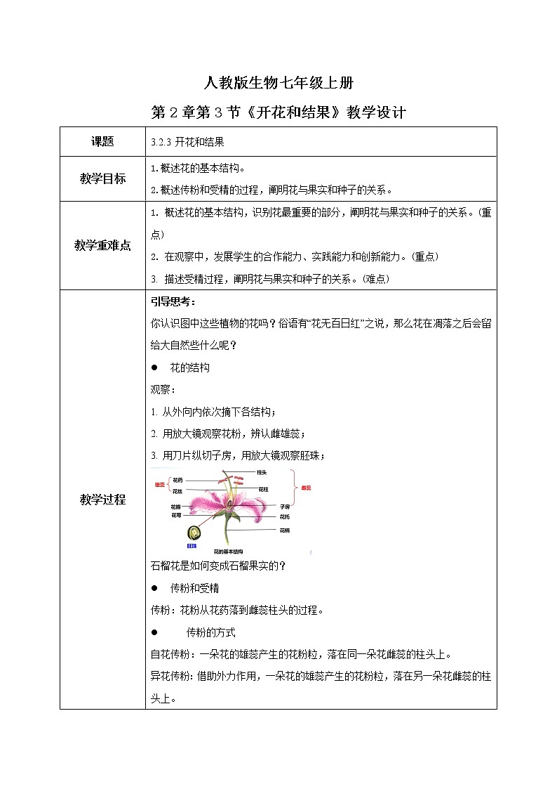 人教新版生物七年级上册《开花和结果》课件+教案+练习01