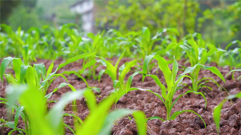 人教新版生物七年级上册《绿色植物与生物圈的水循环》课件+教案+练习03