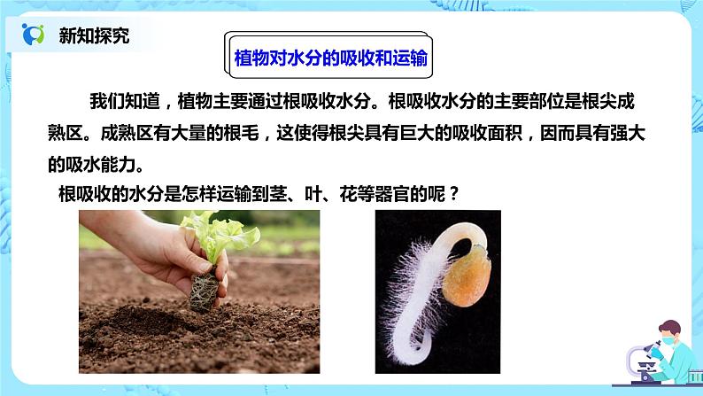 人教新版生物七年级上册《绿色植物与生物圈的水循环》课件+教案+练习05