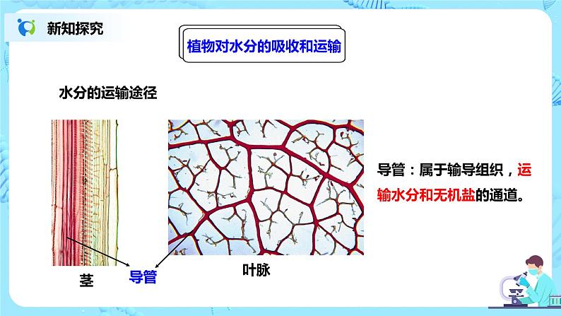 人教新版生物七年级上册《绿色植物与生物圈的水循环》课件+教案+练习08