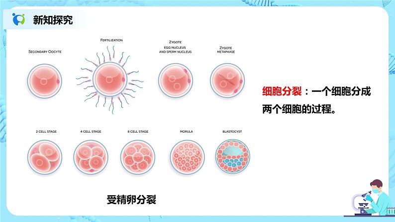 人教新版生物七年级上册《细胞通过分裂产生新细胞》课件+教案+练习07