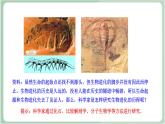 苏教版生物八年级上册16.2 生物进化的历程 课件