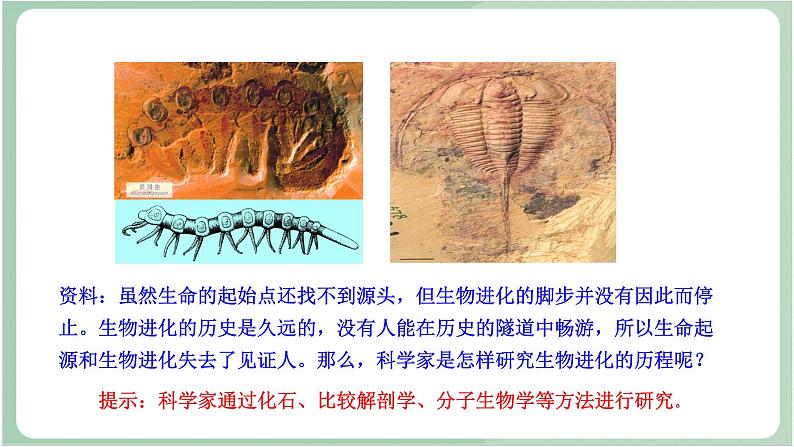 苏教版生物八年级上册16.2 生物进化的历程 课件02