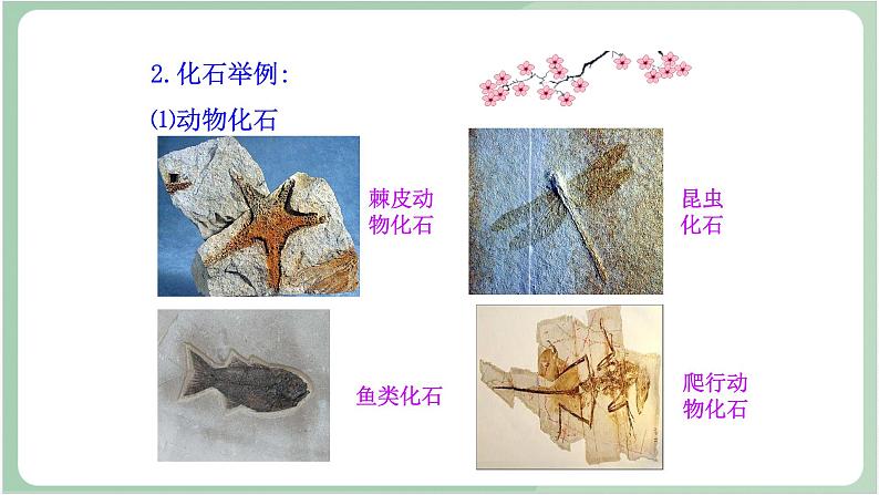 苏教版生物八年级上册16.2 生物进化的历程 课件05