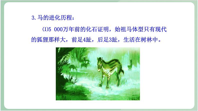 苏教版生物八年级上册16.2 生物进化的历程 课件07