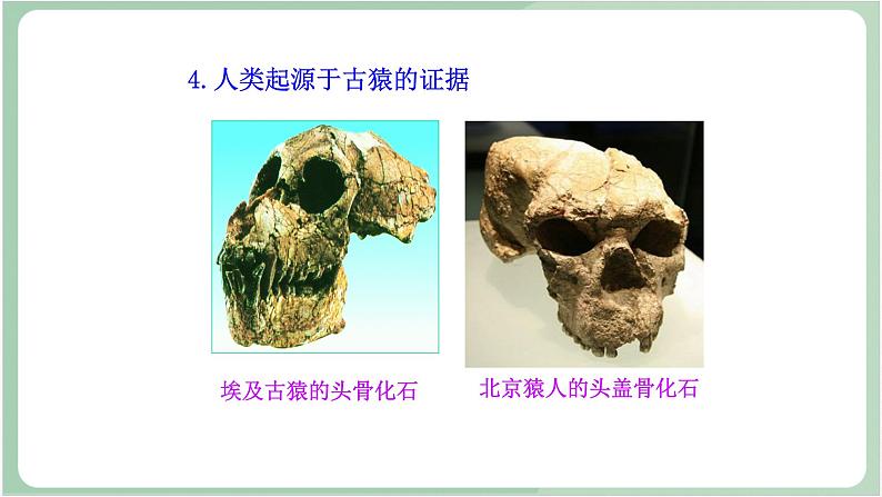 苏教版生物八年级上册16.4 人类的起源和进化 课件第6页