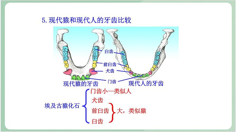 苏教版生物八年级上册16.4 人类的起源和进化 课件第7页