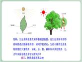 苏教版生物八年级上册19.2 生态系统中的能量流动和物质循环 课件+教案