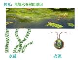 14.1五彩缤纷的植物世界课件  苏教版生物八年级上册