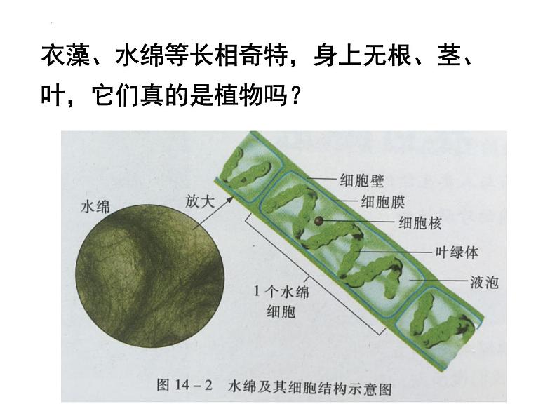 14.1五彩缤纷的植物世界课件  苏教版生物八年级上册05