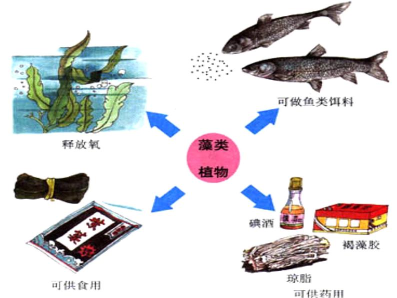 14.1五彩缤纷的植物世界课件  苏教版生物八年级上册08