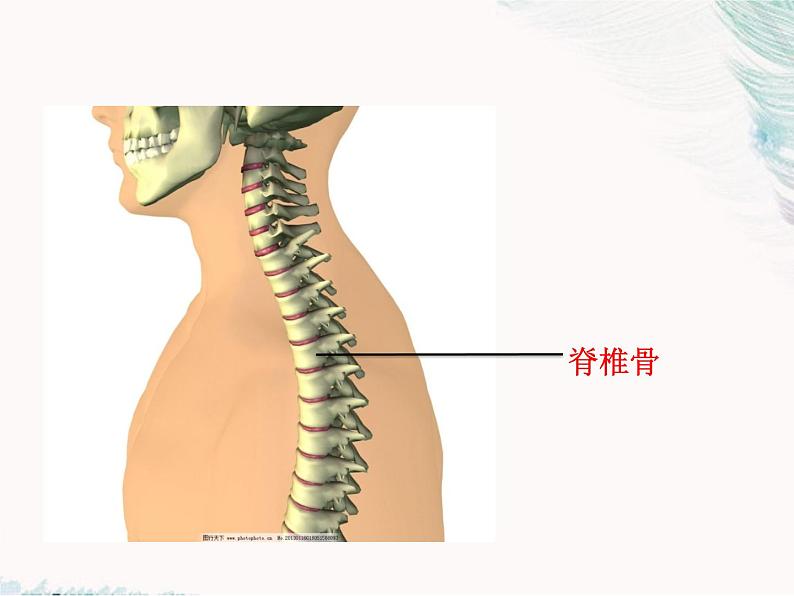 14.2千姿百态的动物世界  课件 苏教版八年级上册02