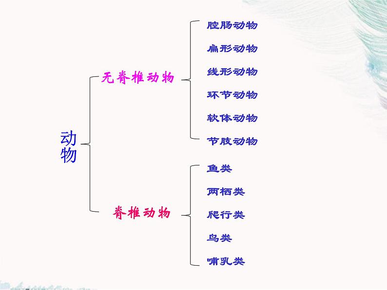 14.2千姿百态的动物世界  课件 苏教版八年级上册03